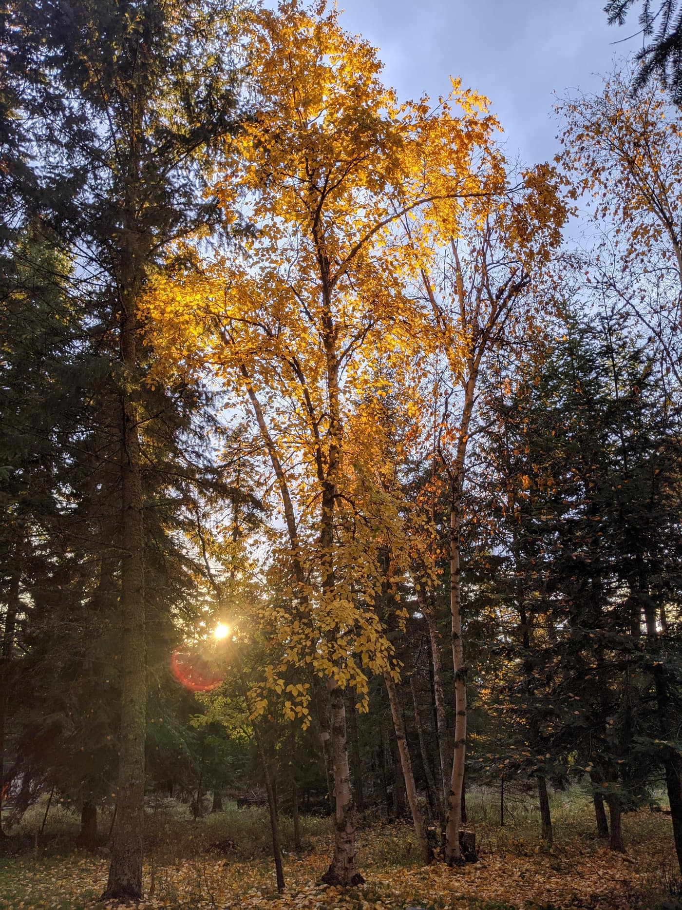 Golden birch leaves catching the evening light through the trees