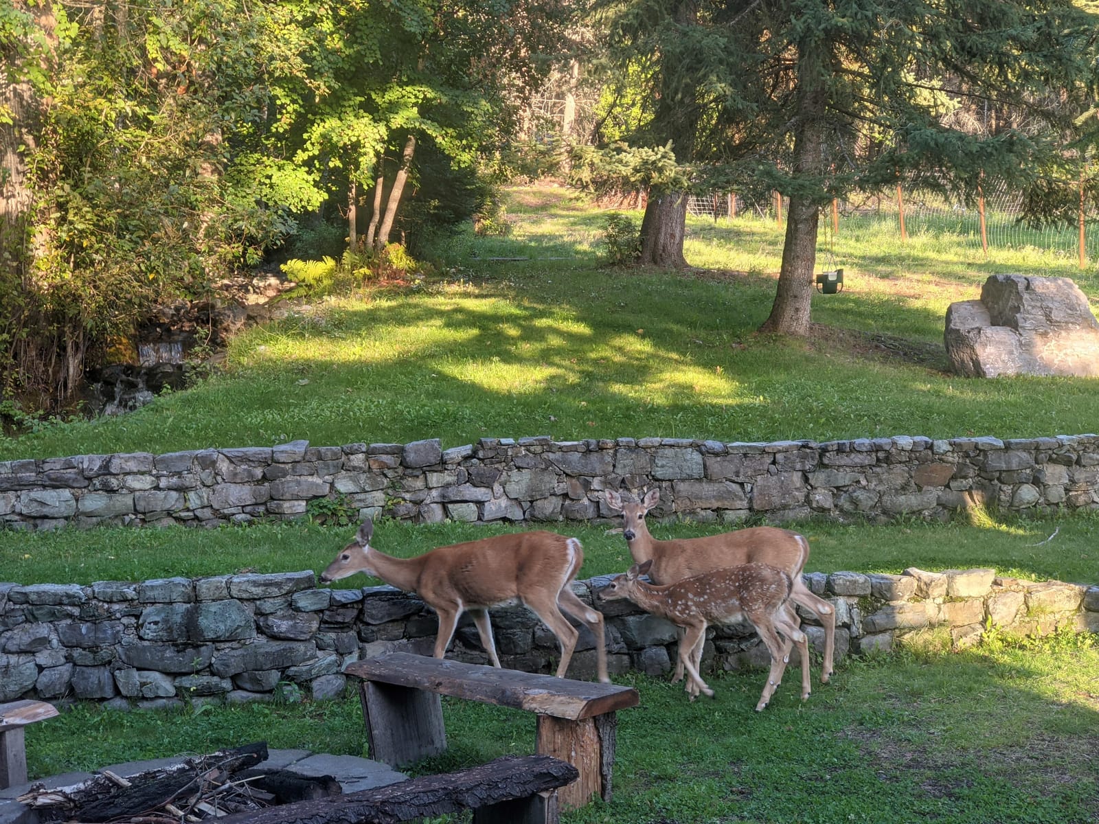 A family of whitetail deer walking through the stone-walled lawn